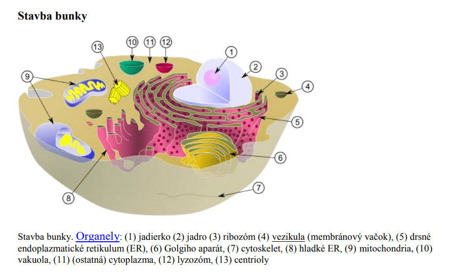 Stavba ľudskej bunky
