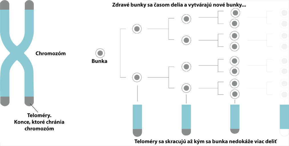 Skracovanie telomérov a vplyv na delenie buniek